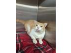 Adopt Kat a Orange or Red Domestic Shorthair / Domestic Shorthair / Mixed cat in