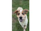 Adopt Hiram a White - with Brown or Chocolate Australian Cattle Dog / Mixed