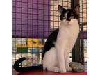 Adopt Connie a All Black Domestic Shorthair / Mixed cat in Kanab, UT (38422728)
