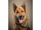 Adopt Kyle a Black German Shepherd Dog / Mixed dog in Santa Paula, CA (38616040)