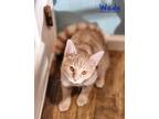 Adopt Wade a Domestic Shorthair / Mixed (short coat) cat in Cambridge