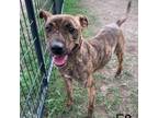 Adopt Trina a Brindle Plott Hound / Mixed dog in Oceanside, NY (38657218)