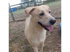 Adopt Lamy a White - with Tan, Yellow or Fawn Labrador Retriever / Mixed Breed