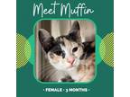 Adopt Muffin a Gray or Blue Domestic Shorthair / Mixed cat in Starkville