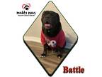 Adopt Battle (Courtesy Post) a Black Cane Corso / Shar Pei dog in Council