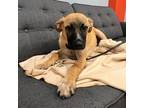 Adopt Zilker Park a Tan/Yellow/Fawn Black Mouth Cur / Mixed dog in Austin