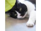 Adopt Raymond a All Black Domestic Shorthair / Mixed cat in Kanab, UT (38422766)