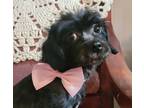 Adopt Bellita a Black Terrier (Unknown Type, Small) / Cairn Terrier / Mixed dog
