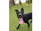 Adopt Hashbrown a Black American Pit Bull Terrier / Mixed dog in Hutchinson