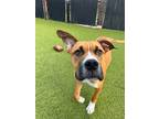 Adopt Rampage a Brown/Chocolate American Pit Bull Terrier / Mastiff / Mixed dog