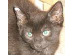 Adopt Sonatta a All Black Domestic Shorthair (short coat) cat in North