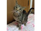 Adopt Raya a Domestic Shorthair / Mixed (short coat) cat in Neillsville