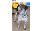 Adopt Alvin a White - with Gray or Silver Bluetick Coonhound / Pointer / Mixed
