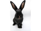Adopt Star a Black American / American / Mixed rabbit in Dayton, OH (38441309)