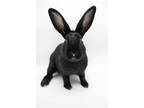 Adopt Moon a Black American / American / Mixed rabbit in Dayton, OH (38441308)