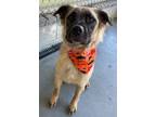 Adopt Buddy guy a Mixed Breed (Medium) / Mixed dog in Ocala, FL (38595323)