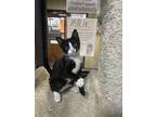 Adopt Boxfish a All Black Domestic Shorthair / Domestic Shorthair / Mixed cat in