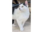 Adopt Dora a Domestic Shorthair / Mixed (short coat) cat in Neillsville