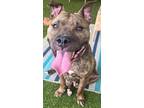 Adopt Karma a Brown/Chocolate American Pit Bull Terrier / Mixed dog in