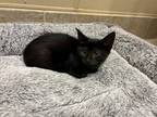 Adopt Mulan a All Black Domestic Mediumhair / Domestic Shorthair / Mixed cat in
