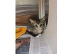 Adopt Salt a Gray or Blue Domestic Shorthair / Domestic Shorthair / Mixed cat in