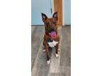 Adopt Kia a Brindle - with White Mountain Cur / Australian Shepherd / Mixed dog