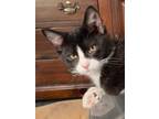 Adopt Gordon Ramsey a Domestic Shorthair / Mixed (short coat) cat in Hartford