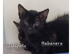 Adopt Olivia, formerly known as Jalapeno a All Black Domestic Shorthair /