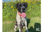 Adopt Mimi a Brindle - with White Australian Cattle Dog / Mixed dog in SAN