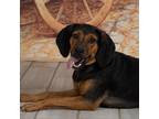 Adopt Summer a Black Plott Hound / Beagle / Mixed dog in Newport, TN (38453233)