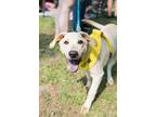 Adopt Lemon a Tan/Yellow/Fawn Labrador Retriever / Golden Retriever / Mixed dog