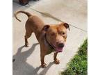 Adopt Leo a Red/Golden/Orange/Chestnut Pit Bull Terrier / Mixed dog in Black