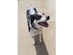 Adopt Oreo a Merle Pit Bull Terrier / Mixed dog in Black River Falls