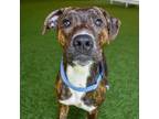 Adopt Grizzly a Brindle Boxer / Mixed dog in West Palm Beach, FL (38578737)