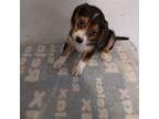 Adopt Barney a Tricolor (Tan/Brown & Black & White) Beagle / Mixed dog in