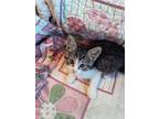 Adopt Jillie a Brown Tabby Domestic Shorthair (short coat) cat in Tehachapi