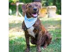 Adopt Pinecone a Brindle Mountain Cur / Mixed dog in Helena, AL (38585441)