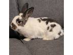 Adopt Boston a Dutch / Mixed rabbit in Jacksonville, FL (38574245)