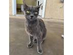 Adopt Sunday a Gray or Blue Domestic Shorthair / Mixed cat in Kanab