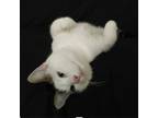 Adopt Benji a White (Mostly) Domestic Shorthair / Mixed (short coat) cat in