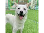 Adopt Foxy a White Jindo / Terrier (Unknown Type, Medium) / Mixed dog in Los