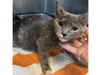 Adopt Polly a Gray or Blue Domestic Shorthair / Mixed cat in Englewood