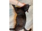 Adopt Ruby a All Black Domestic Shorthair cat in Portland, OR (38570622)