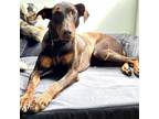 Adopt Rio a Brown/Chocolate Doberman Pinscher / Mixed dog in San Pablo