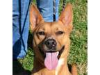 Adopt Buffy a Carolina Dog / Mixed dog in Seguin, TX (38435499)