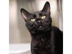 Adopt Athena a All Black Bombay / Mixed cat in Jefferson City, TN (38548201)