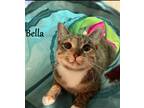 Adopt Bella a Domestic Shorthair / Mixed (short coat) cat in Hoover