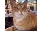 Adopt Gracie a Orange or Red Domestic Shorthair / Mixed cat in Kanab