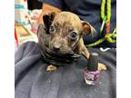 Adopt Baby Purple - IN FOSTER ADOPTED a Brindle Mixed Breed (Medium) / Mixed dog