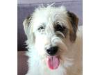 Adopt DIJON (Turkey) mt a White - with Brown or Chocolate Terrier (Unknown Type